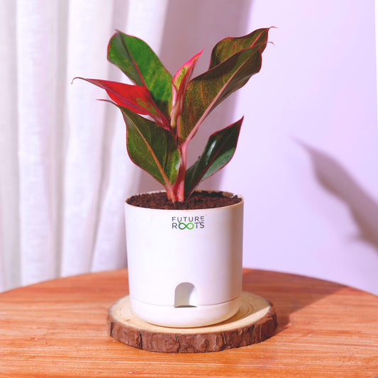 Good Luck Jade and Aglaonema Red Lipstick Plant Combo with Self Watering Pot - Air Purifying Indoor Plant for Home, Living Room, Kitchen, Office Desk, Outdoor, Bedroom Décor
