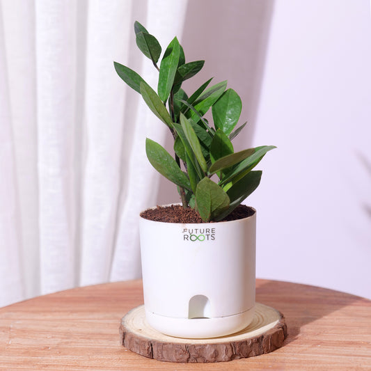 Good Luck ZZ and Aglaonema Red Lipstick Plant Combo with Self Watering Pot - Air Purifying Indoor Plant for Home, Living Room, Kitchen, Office Desk, Outdoor, Bedroom Décor