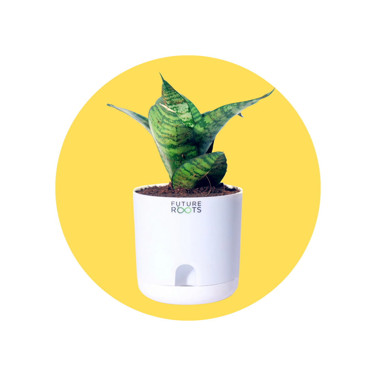 Air Purifying Indoor Plants - Future Roots India