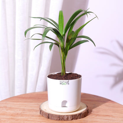 Areca Palm Plant – Best Air Purifying Indoor Plant for Home & Office with Self Watering Pot- 4”