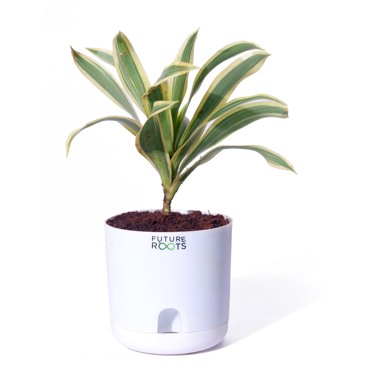 Good Luck Jade and Spider Plant Combo with Self Watering Pot - Air Purifying Indoor Plant for Home, Office Desk, Outdoor, Kitchen, Living Room, Bedroom Decor, Gifting Plant
