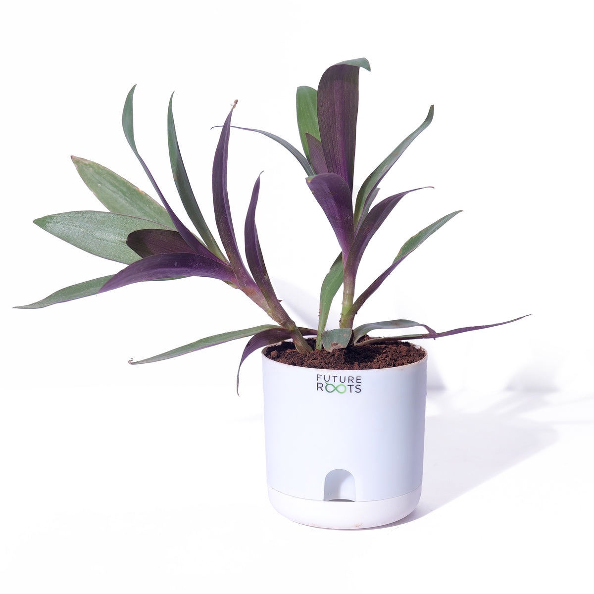 Oyster Live Plant – Rare Indoor Foliage Plant Online India (Healthy 4 Inch Pot)