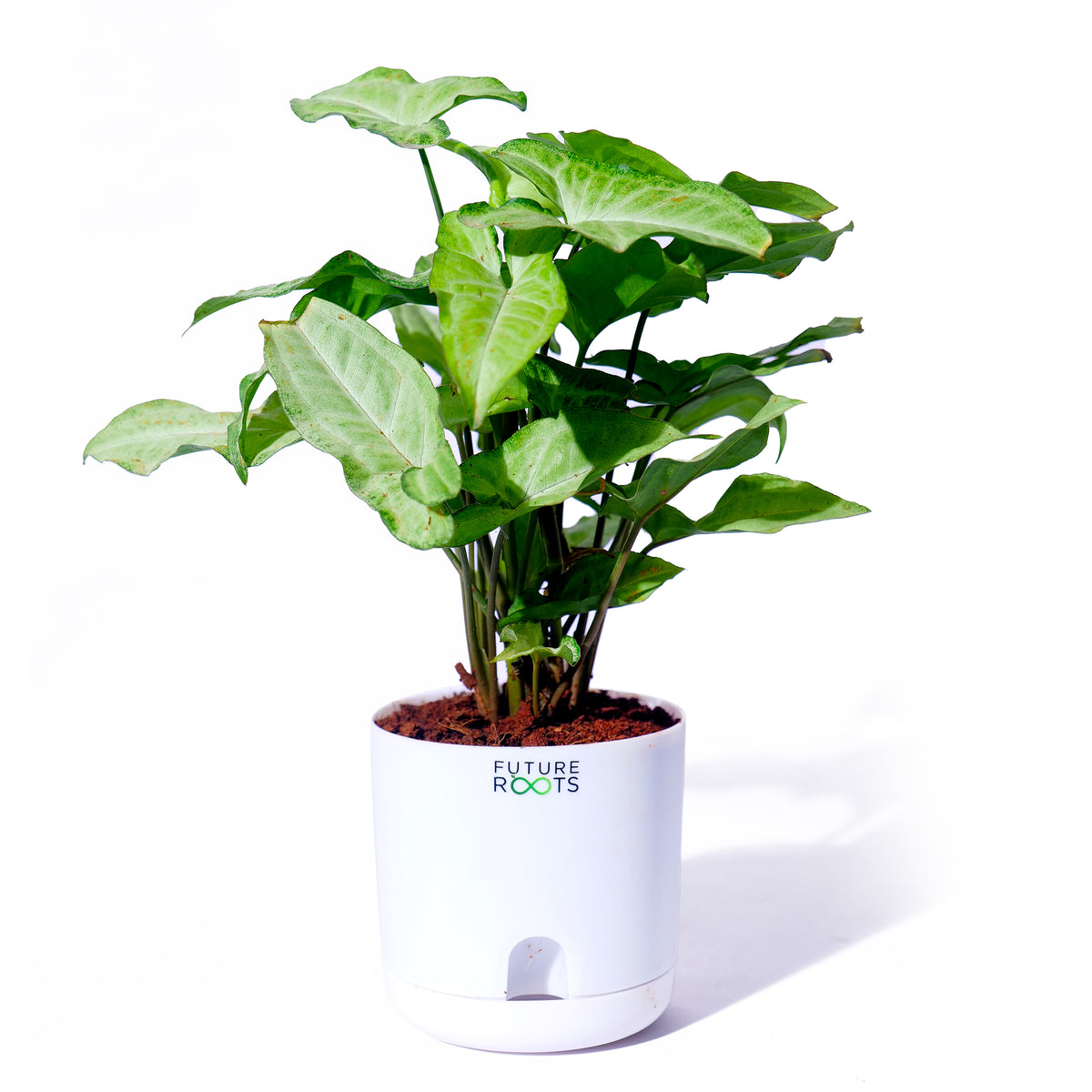 White Syngonium Plant – Easy Care Indoor Plant with Arrow Leaves (4 Inch Pot in Cocopeat)