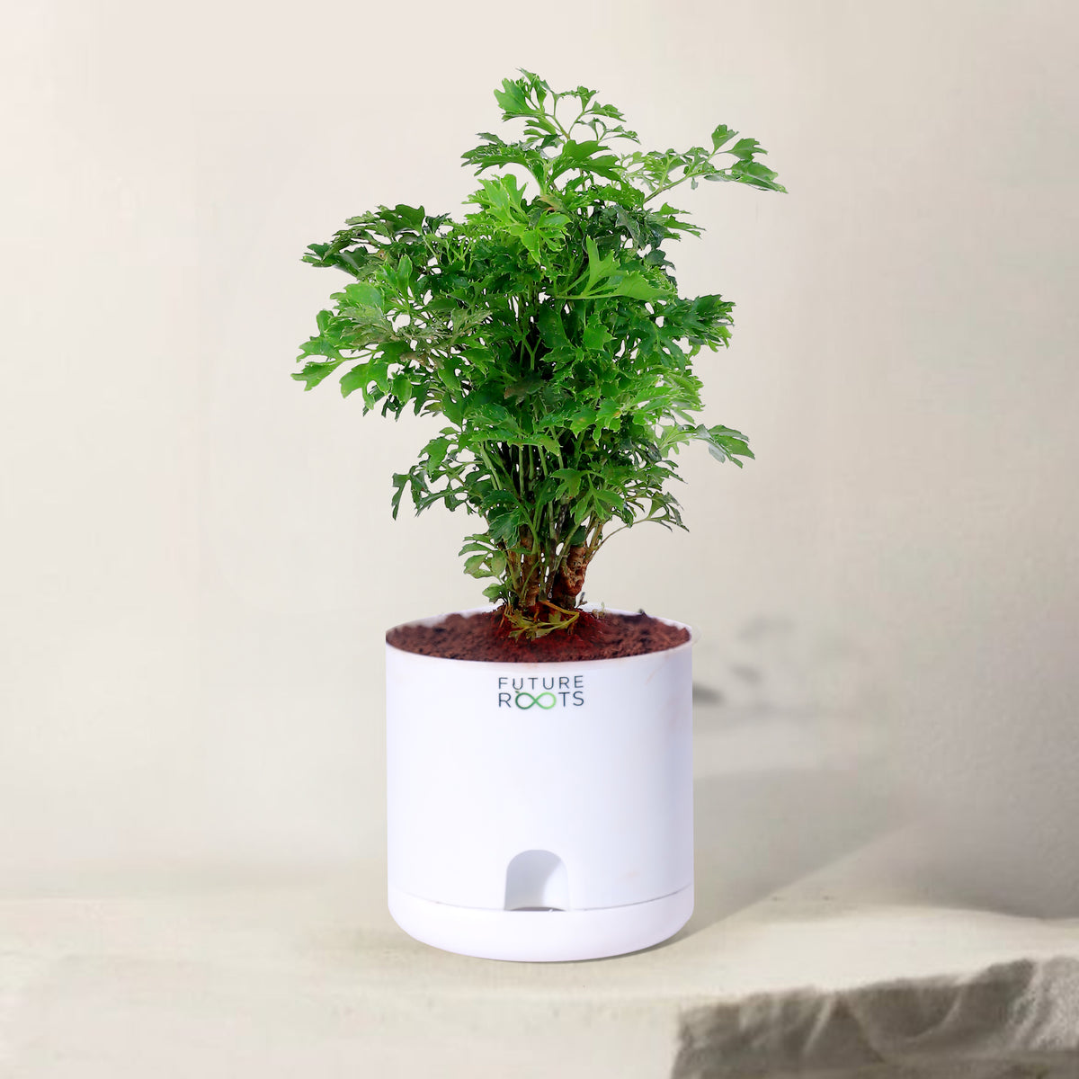 Ming Aralia Plant – Elegant Indoor Bonsai-Style Foliage Plant (4 Inch Cocopeat Pot)