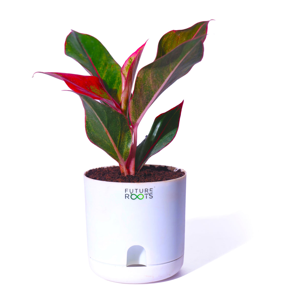 Red Lipstick Aglaonema – Stunning Indoor Plant for Modern Homes (Rare, 4 Inch Pot)