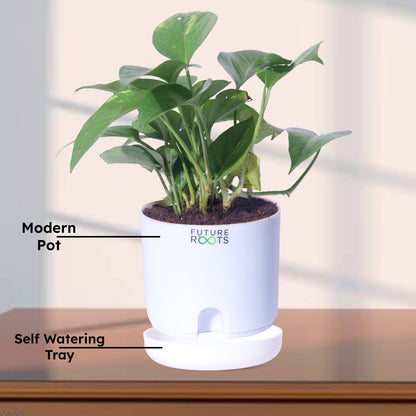 Good Luck Jade and Money Plant Combo with Self Watering Pot - Air Purifying Indoor Feng Shui Crassula Ovata Succulent for Home, Living Room, Kitchen, Office Desk, Bedroom Decor