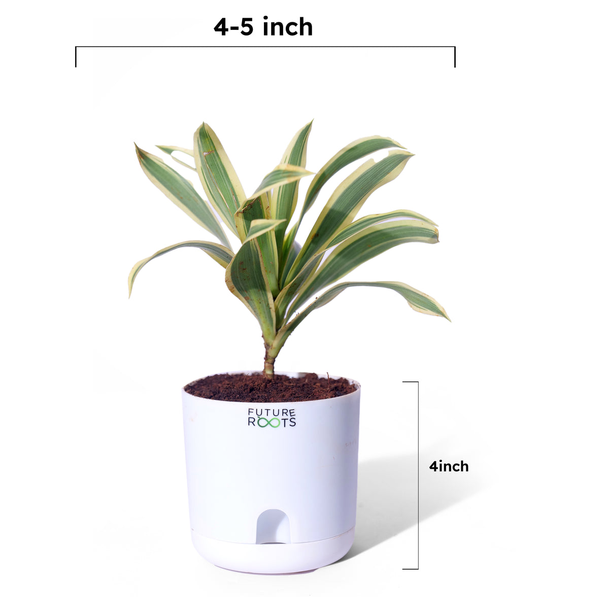 Song of India Plant – Variegated Green-Yellow Indoor Plant Online (4 Inch Pot)
