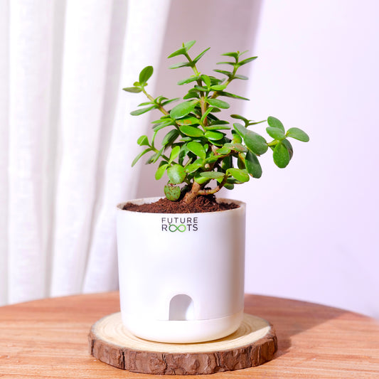 Good Luck Jade and ZZ Plant Combo with Self Watering Pot - Air Purifying Indoor Plant for Home, Office Desk, Outdoor, Living Room, Bedroom, Kitchen Decor, Gifting Plant