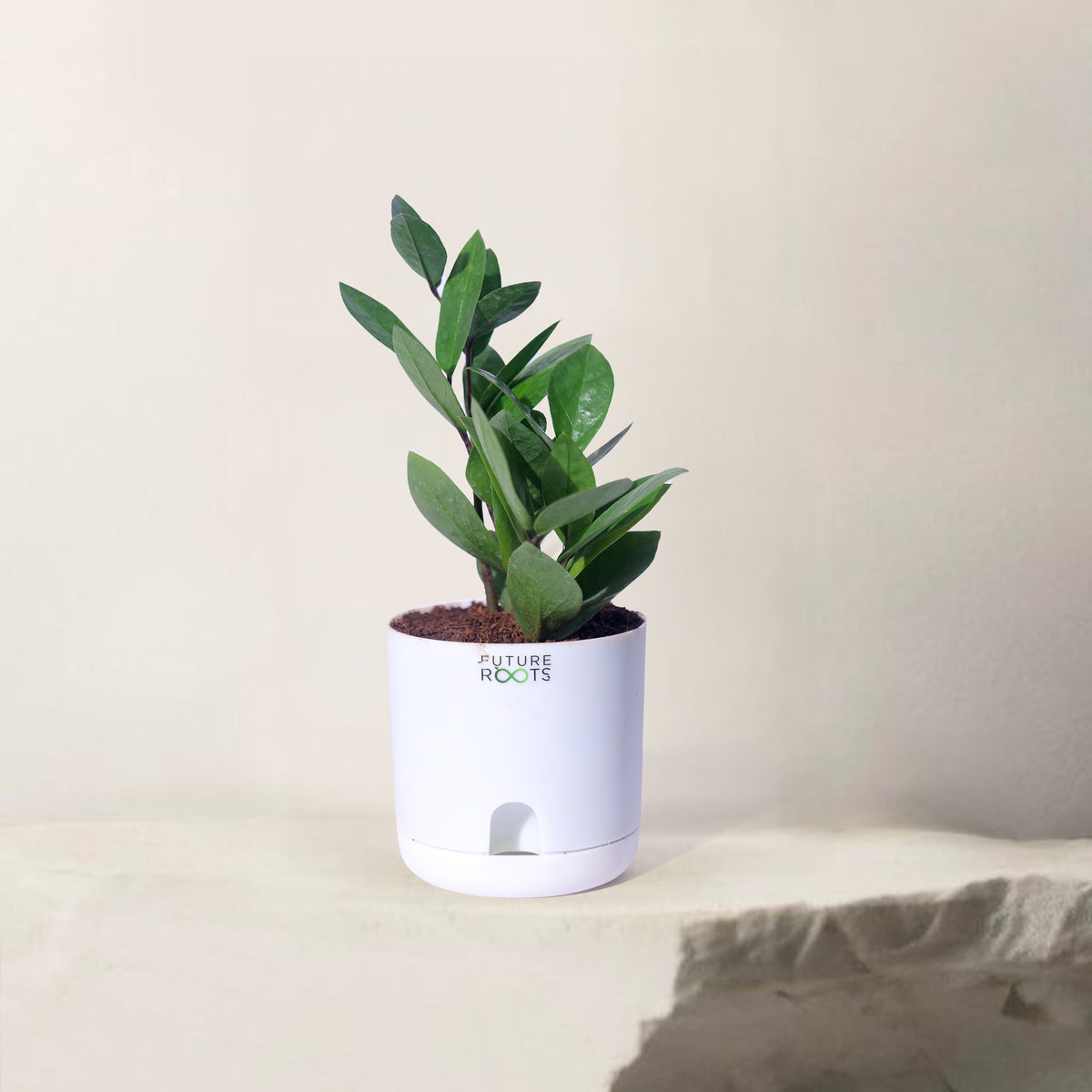 Zamioculcas Zamiifolia ZZ Plant – Lucky Indoor Succulent Plant Online (4 Inch Pot)