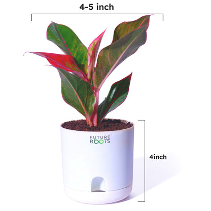 Red Lipstick Aglaonema – Stunning Indoor Plant for Modern Homes (Rare, 4 Inch Pot)