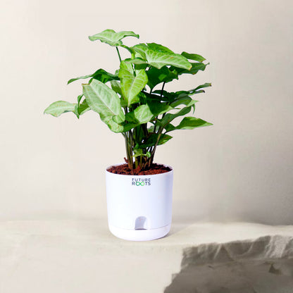White Syngonium Plant – Easy Care Indoor Plant with Arrow Leaves (4 Inch Pot in Cocopeat)