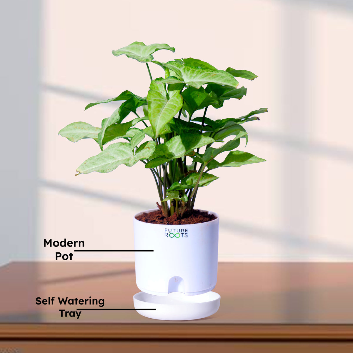 White Syngonium Plant – Easy Care Indoor Plant with Arrow Leaves (4 Inch Pot in Cocopeat)