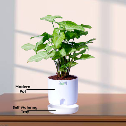 White Syngonium Plant – Easy Care Indoor Plant with Arrow Leaves (4 Inch Pot in Cocopeat)