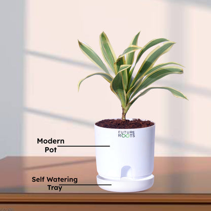 Song of India Plant – Variegated Green-Yellow Indoor Plant Online (4 Inch Pot)