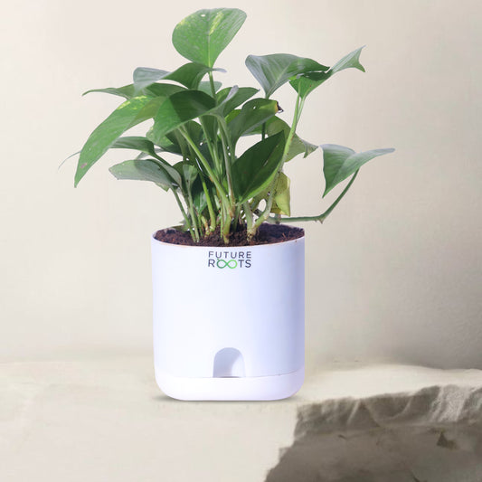 Money Plant – Good Luck Feng Shui Indoor Plant Online India
