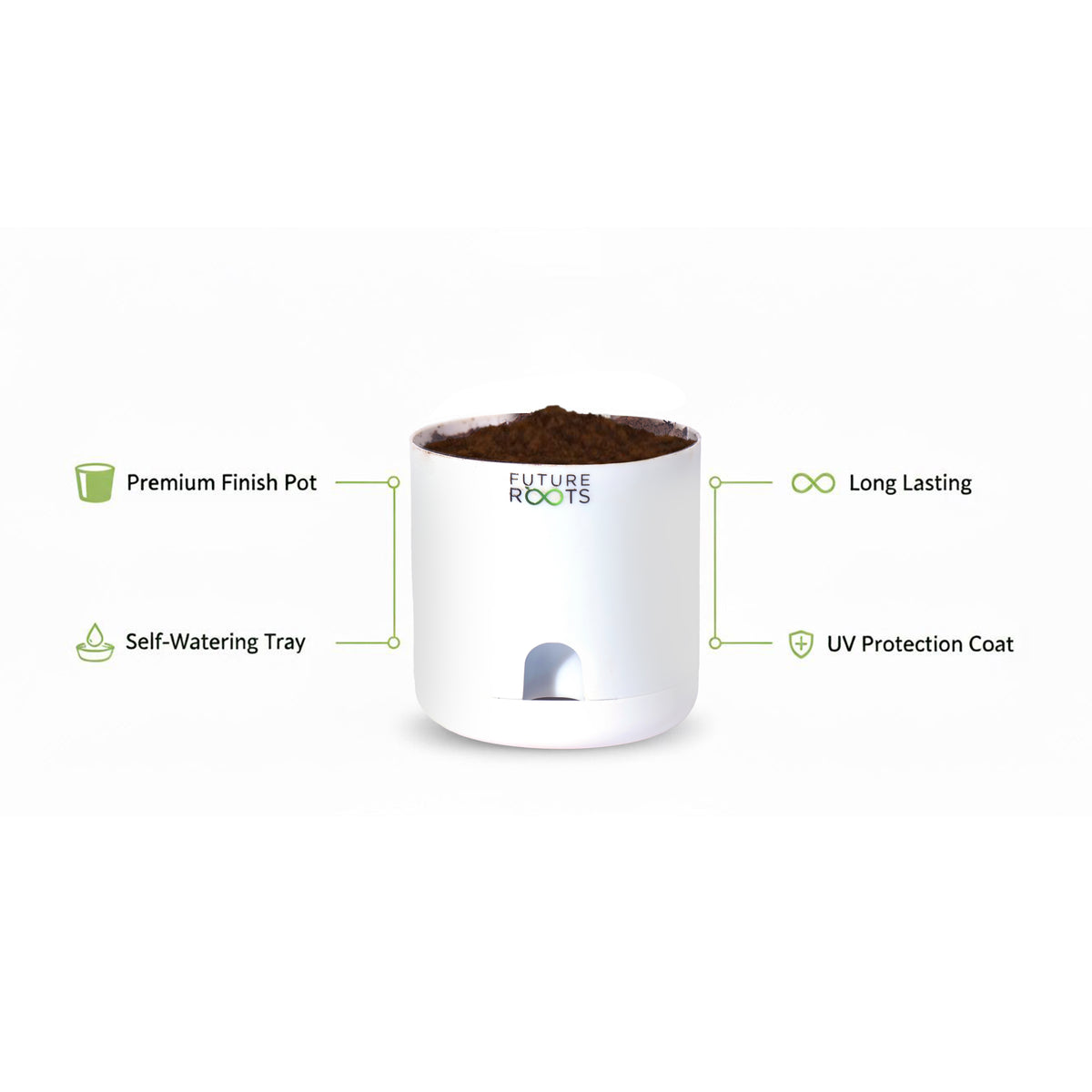 Rubber Plant – Low Maintenance Vastu Indoor Plant for Clean Air (Healthy 4 Inch Pot)