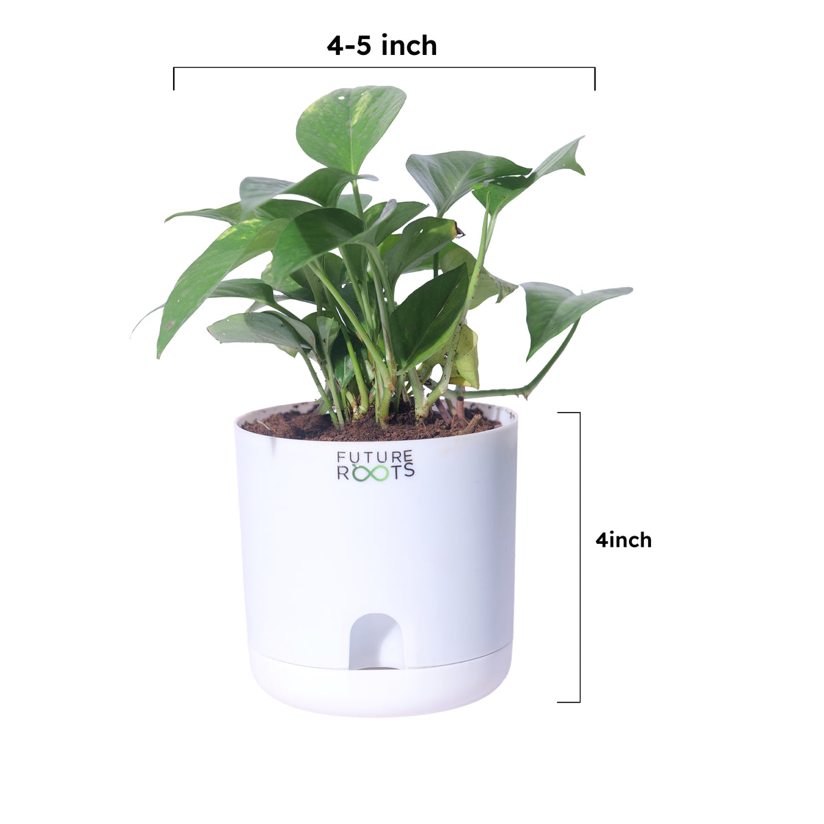Good Luck Jade and Money Plant Combo with Self Watering Pot - Air Purifying Indoor Feng Shui Crassula Ovata Succulent for Home, Living Room, Kitchen, Office Desk, Bedroom Decor