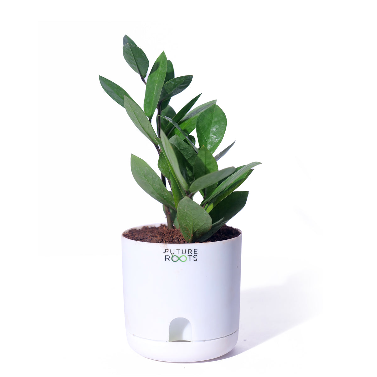 Zamioculcas Zamiifolia ZZ Plant – Lucky Indoor Succulent Plant Online (4 Inch Pot)
