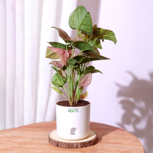 Pink Syngonium Plant – Stylish Indoor Desk Plant with Pink Leaves