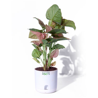 Pink Syngonium Plant – Stylish Indoor Desk Plant with Pink Leaves (4 Inch Pot in Cocopeat)