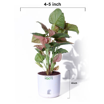 Pink Syngonium Plant – Stylish Indoor Desk Plant with Pink Leaves (4 Inch Pot in Cocopeat)