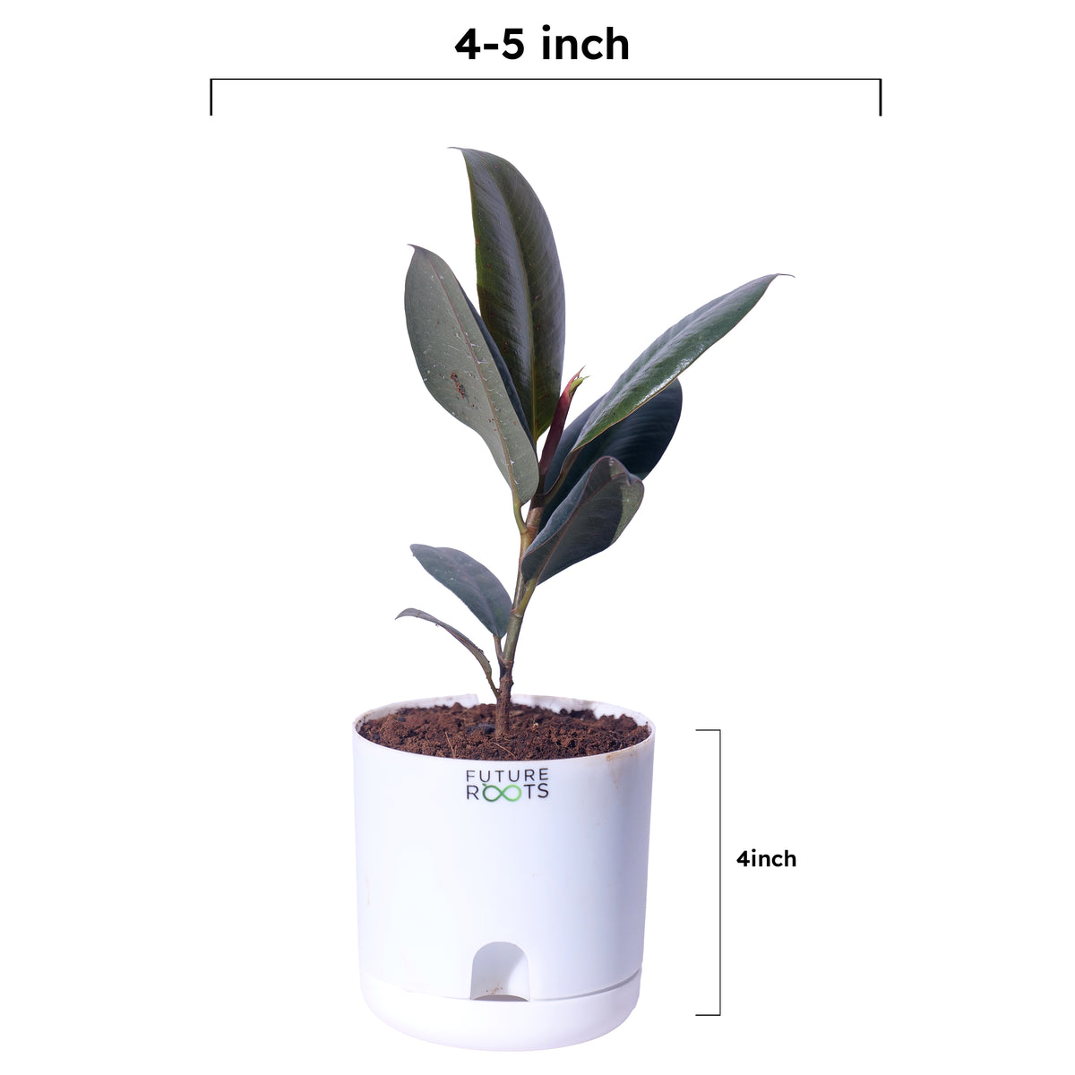 Rubber Plant – Low Maintenance Vastu Indoor Plant for Clean Air (Healthy 4 Inch Pot)