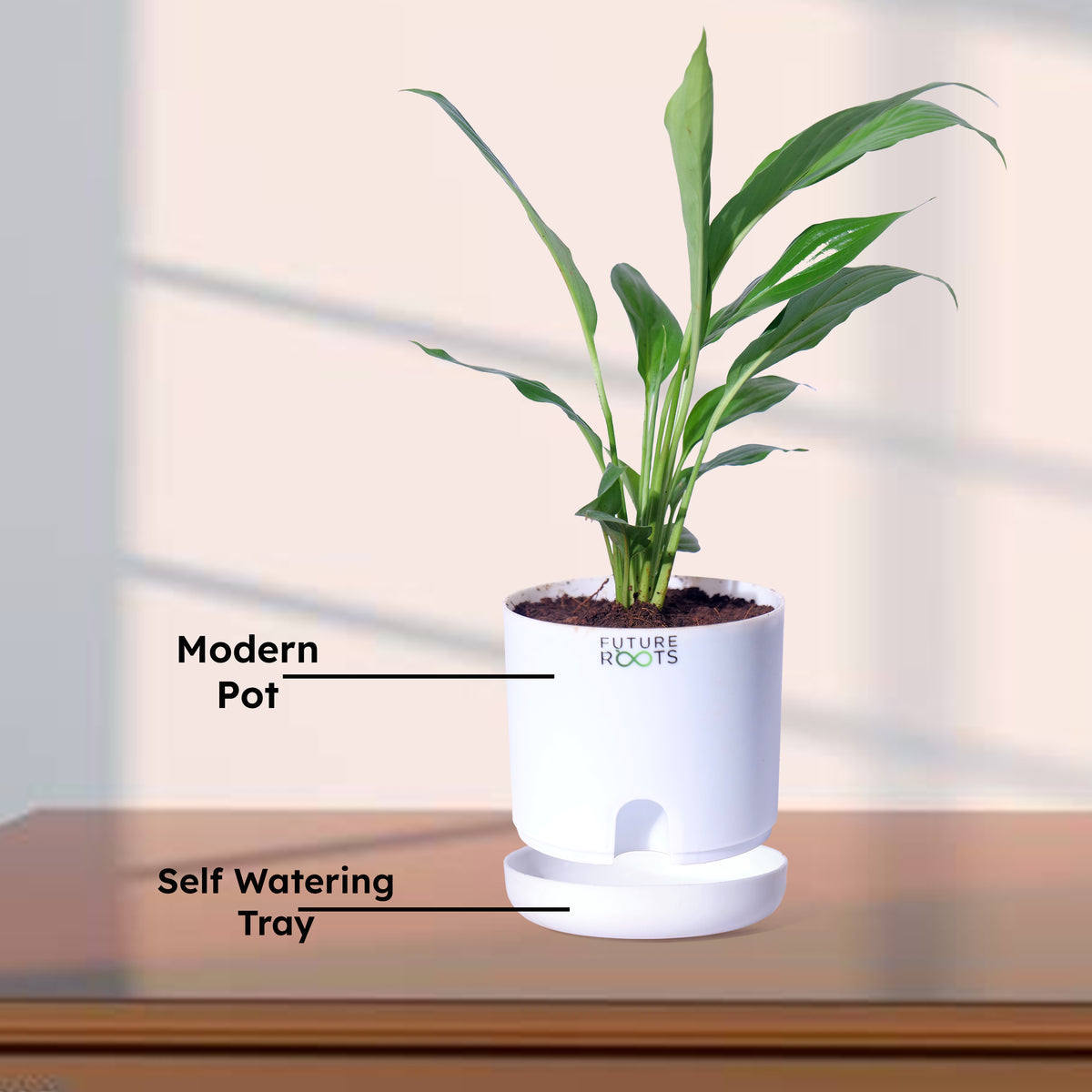 Peace Lily Plant – NASA Studied Air Purifying Plant Online India (Flowering, 4 Inch Pot)