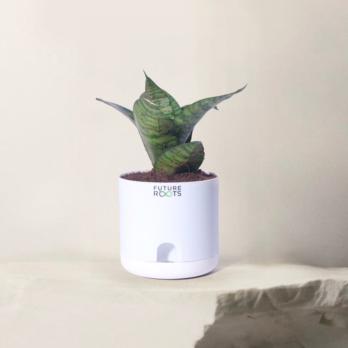Snake Plant – Sansevieria | Best Indoor Air Purifying Plant Online with Self Watering Pot- 4”