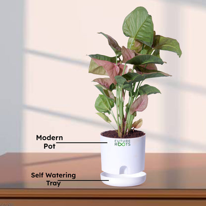 Pink Syngonium Plant – Stylish Indoor Desk Plant with Pink Leaves (4 Inch Pot in Cocopeat)