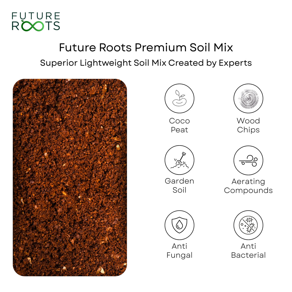 Rubber Plant – Low Maintenance Vastu Indoor Plant for Clean Air (Healthy 4 Inch Pot)