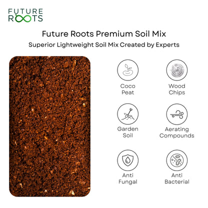 Rubber Plant – Low Maintenance Vastu Indoor Plant for Clean Air (Healthy 4 Inch Pot)
