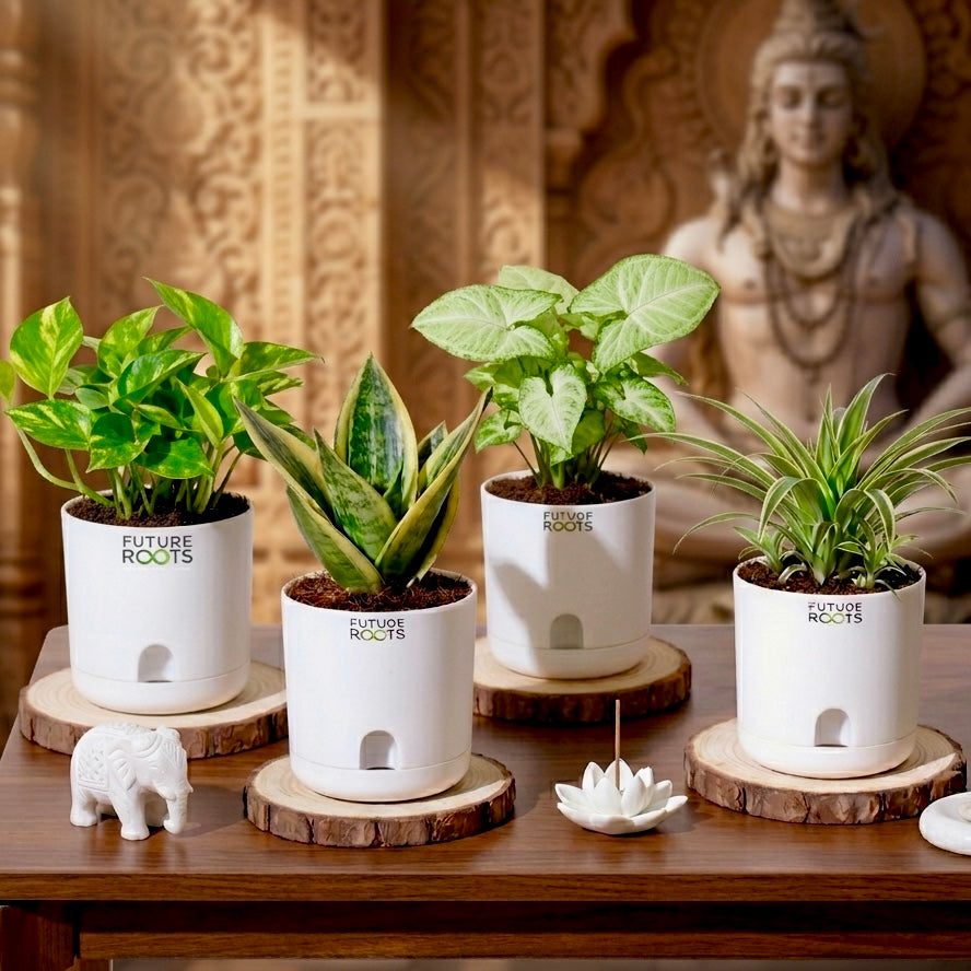 Hyh Future Roots Bestselling Combos – Future Roots Agro Private Limited