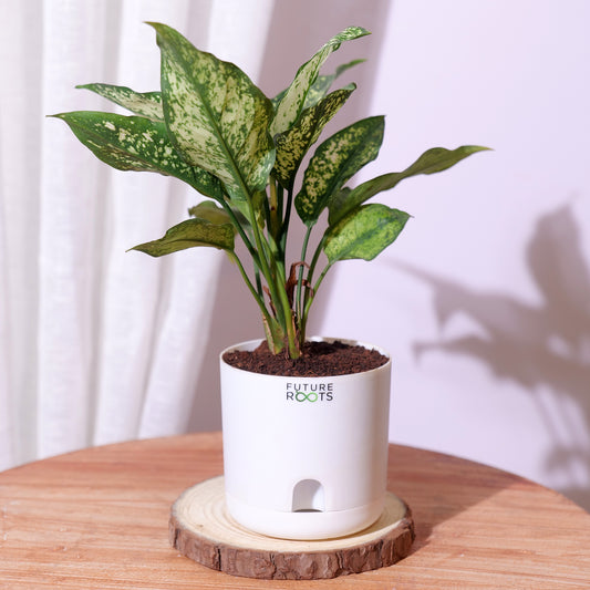 Snow White Aglaonema – Exotic Indoor Plant with White-Green Leaves (Low Maintenance, 4 Inch Pot)