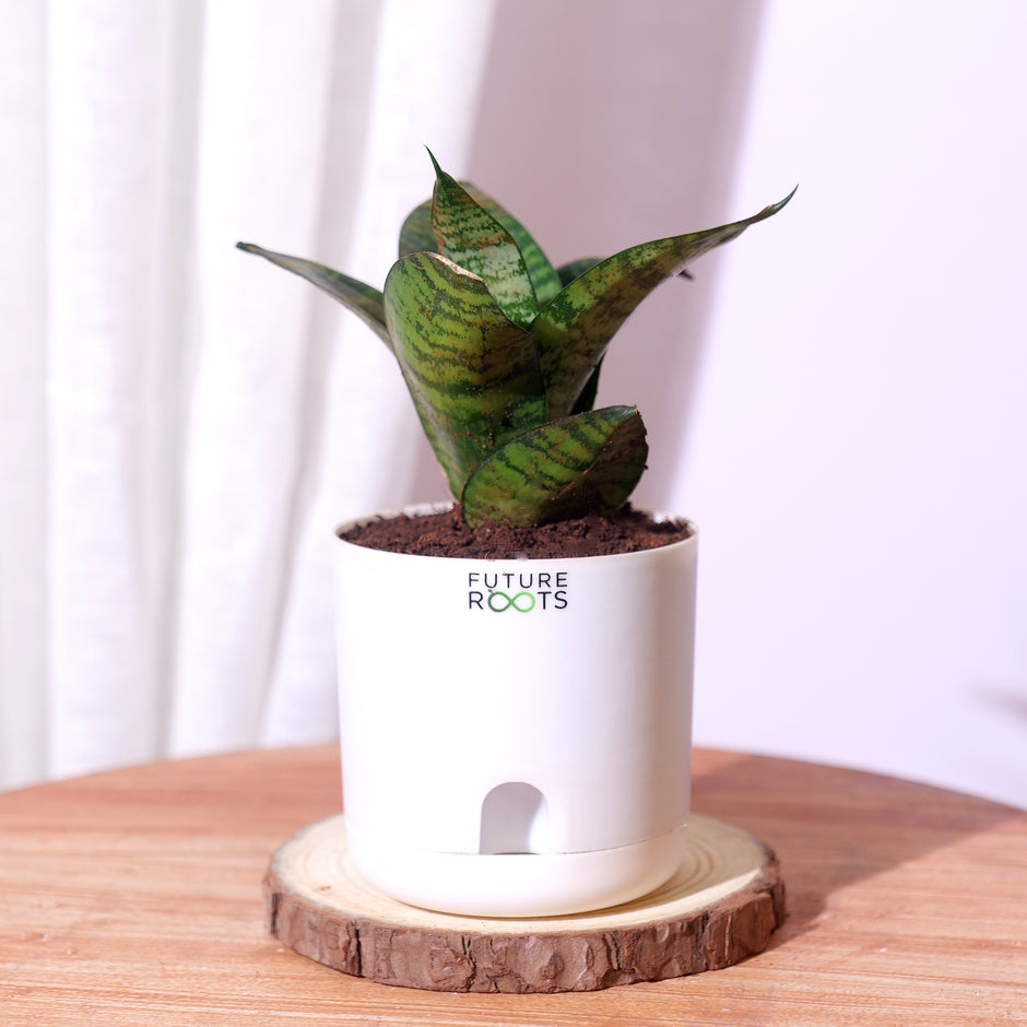 Hyh Future Roots Bed Room – Future Roots Agro Private Limited
