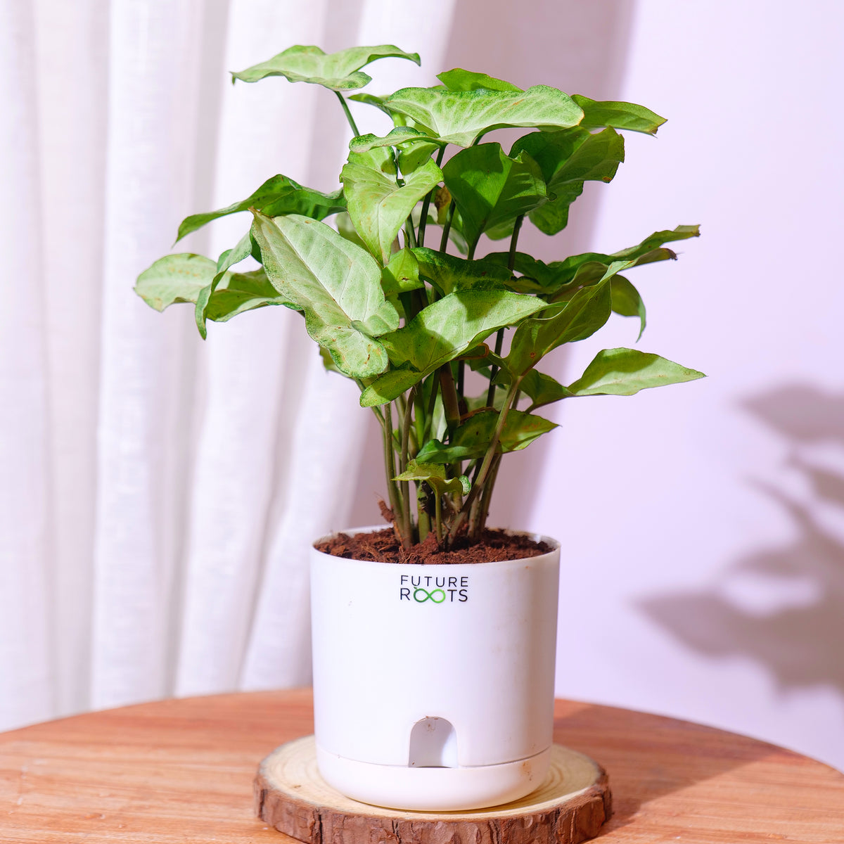 Low Maintenance Indoor Plant Combo – Set of 4