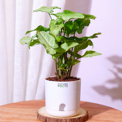 White Syngonium Plant – Easy Care Indoor Plant with Arrow Leaves (4 Inch Pot in Cocopeat)