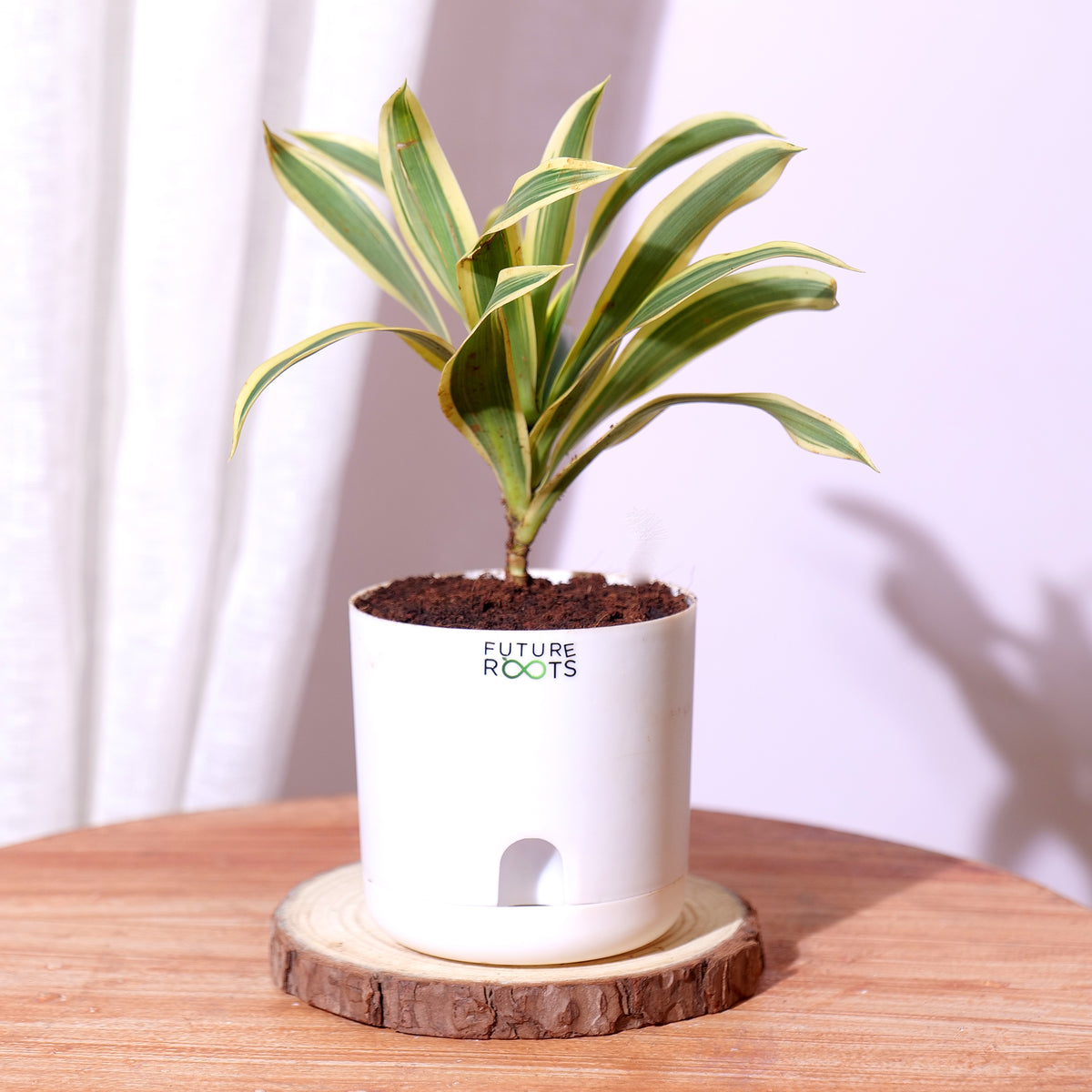 Song of India Plant – Variegated Green-Yellow Indoor Plant Online (4 Inch Pot)