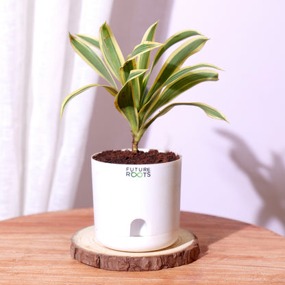 Song of India Plant – Variegated Green-Yellow Indoor Plant Online (4 Inch Pot)