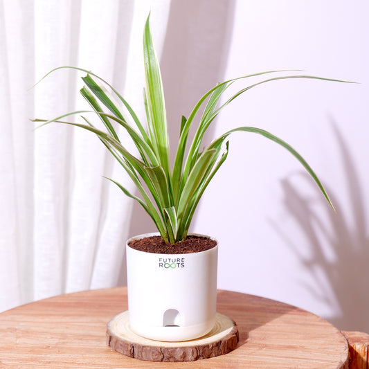 Spider Plant – Air Cleaning Indoor Plant for Home & Office Desk (4 Inch Pot in Cocopeat)
