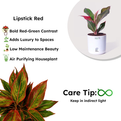 Red Lipstick Aglaonema – Stunning Indoor Plant for Modern Homes (Rare, 4 Inch Pot)