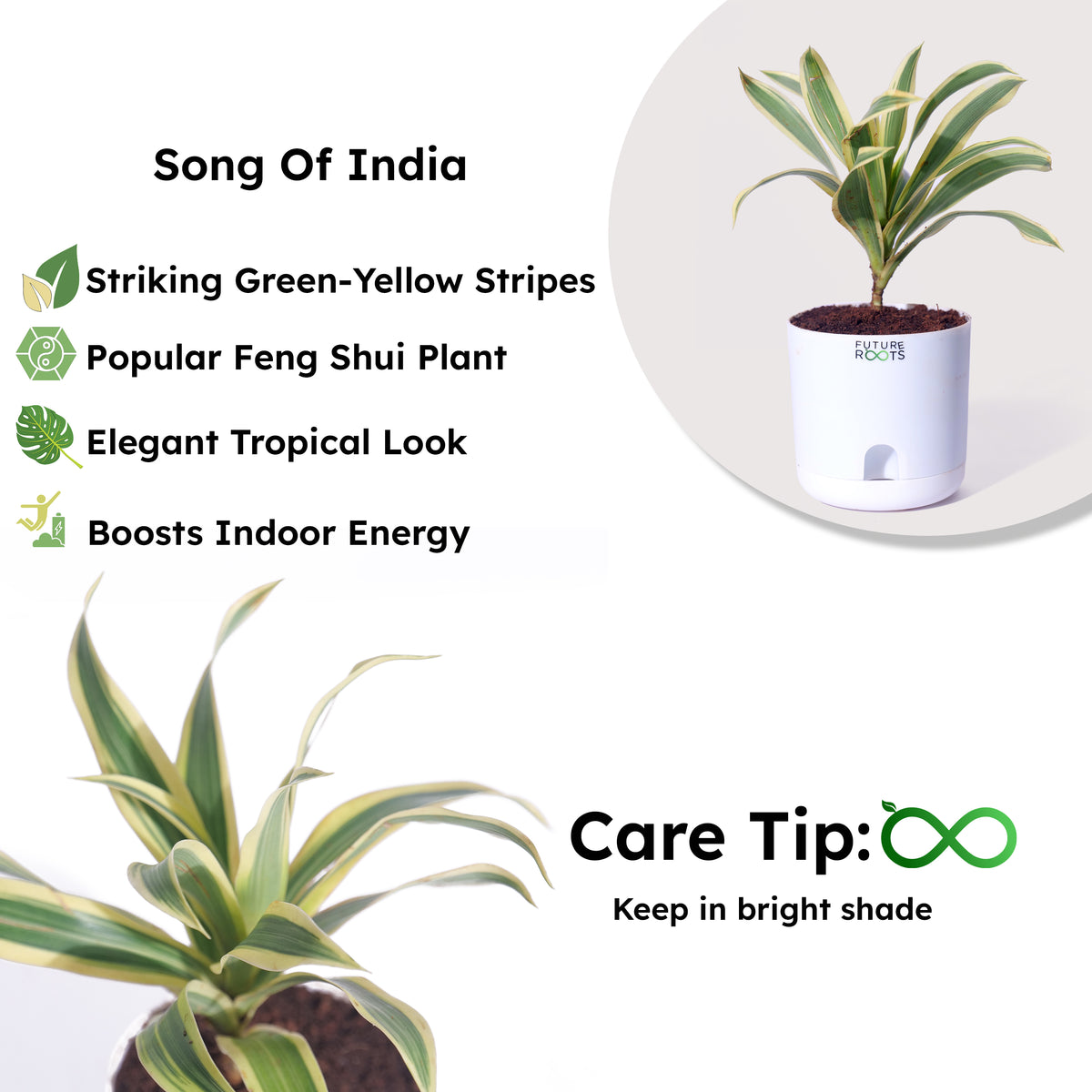 Song of India Plant – Variegated Green-Yellow Indoor Plant Online (4 Inch Pot)