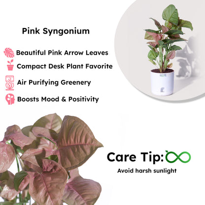 Pink Syngonium Plant – Stylish Indoor Desk Plant with Pink Leaves (4 Inch Pot in Cocopeat)