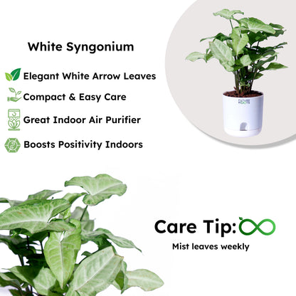 White Syngonium Plant – Easy Care Indoor Plant with Arrow Leaves (4 Inch Pot in Cocopeat)