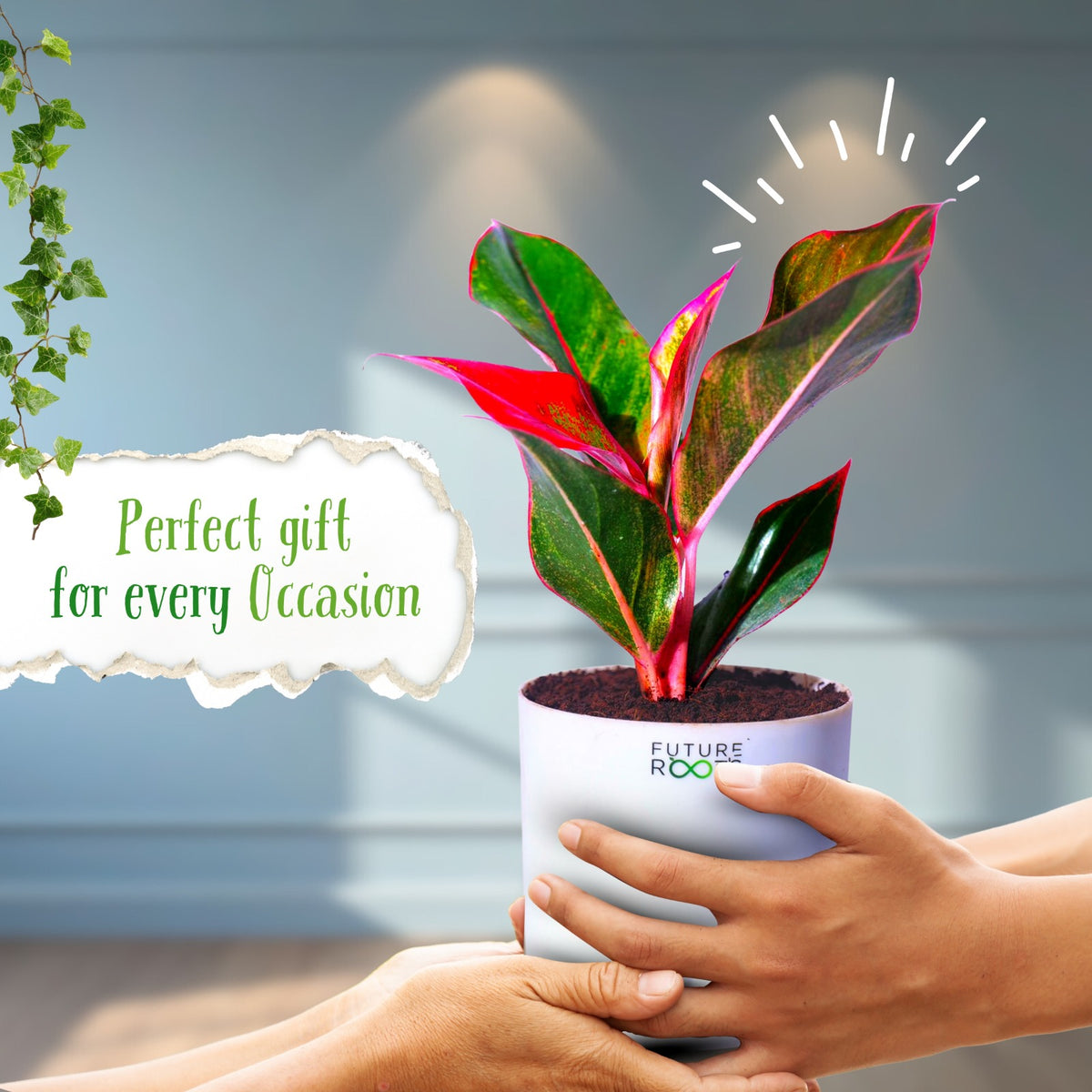 Red Lipstick Aglaonema – Stunning Indoor Plant for Modern Homes (Rare, 4 Inch Pot)