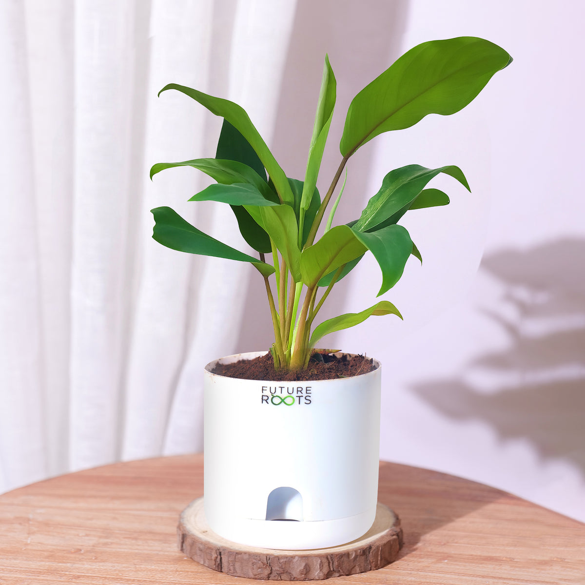 Philodendron Green Ceylon Air Purifying Indoor Plant (4”Self Watering Pot)